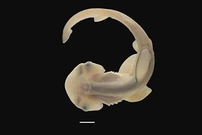 کوسه‌های سرچکشی، چکش خود را از کجا آوردند؟