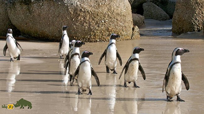 فساد حیرت‌انگیز در بین پنگوئن‌ها؛ از تجاوز گروهی تا فاحشگی!