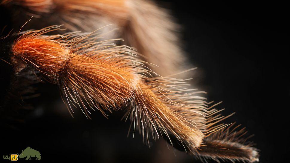 چرا رتیلها مودار هستند؟ رتیلهای مودار