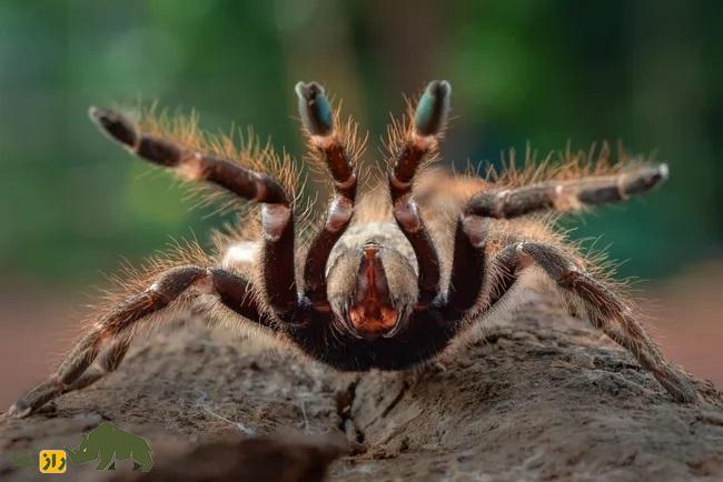 چرا رتیلها مودار هستند؟ چرا رتیلها مودار هستند؟