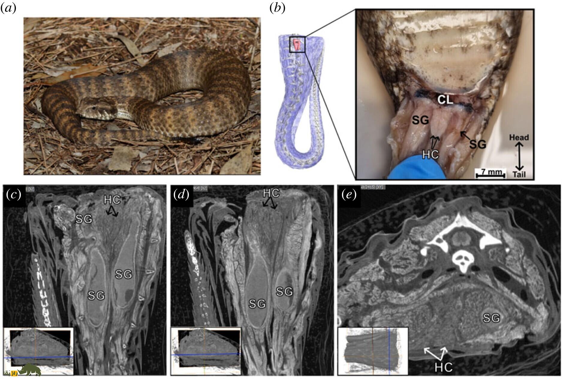 آلت تناسلی مار‌های ماده