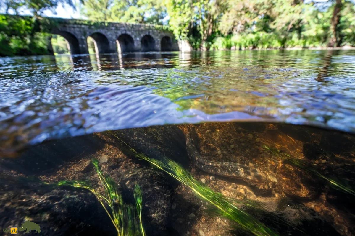 سرگذشت ماهی مکنده