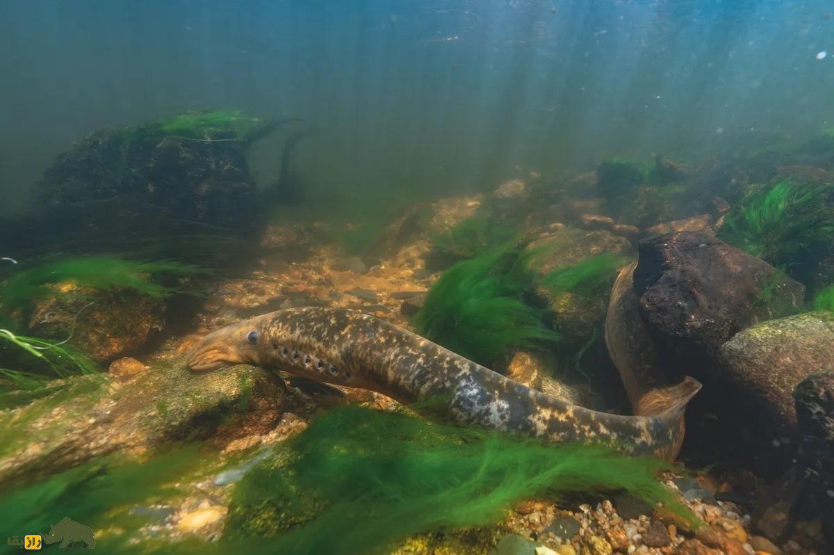 محل زندگی ماهی مکنده