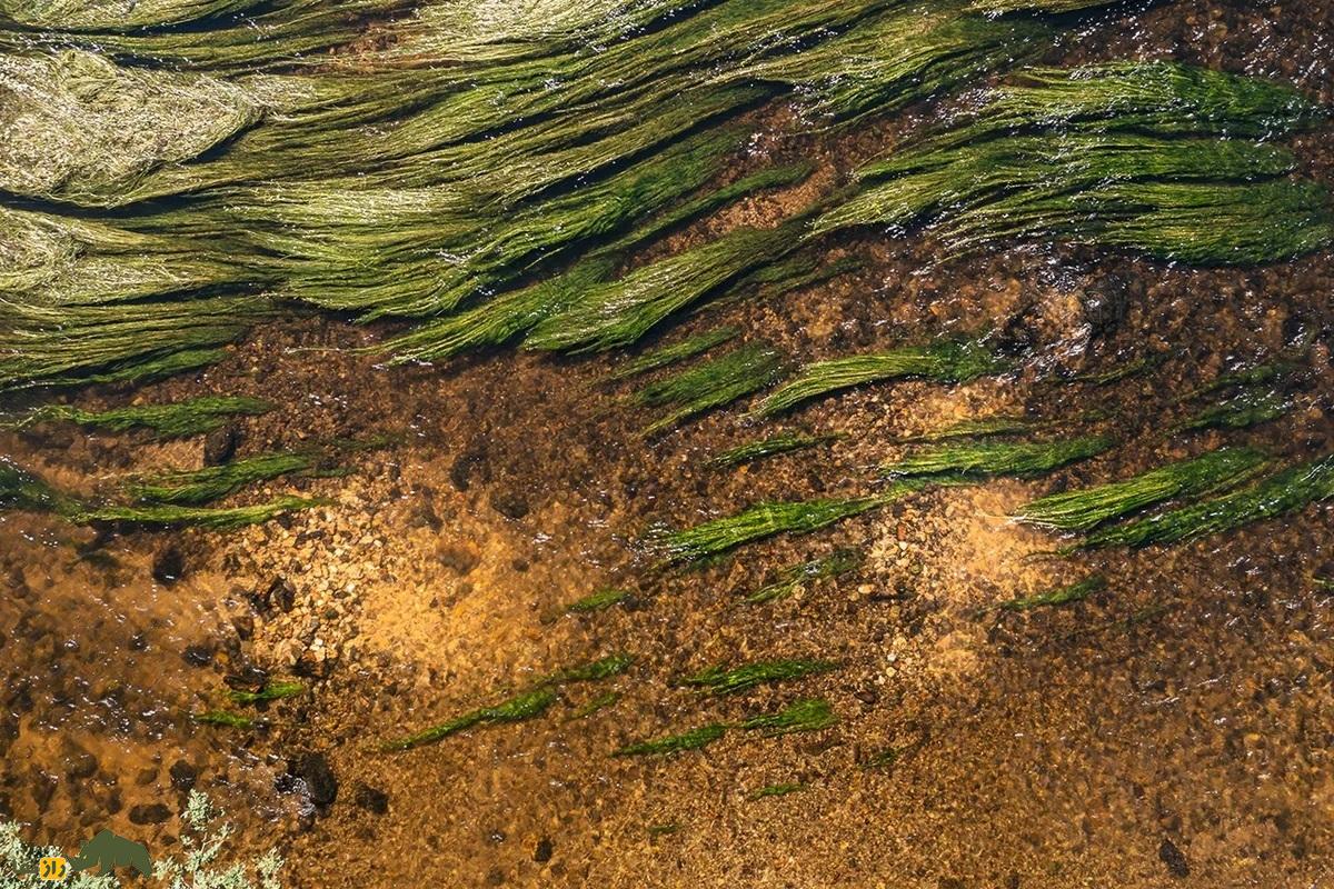 ماهی شبیه موجودات فضایی