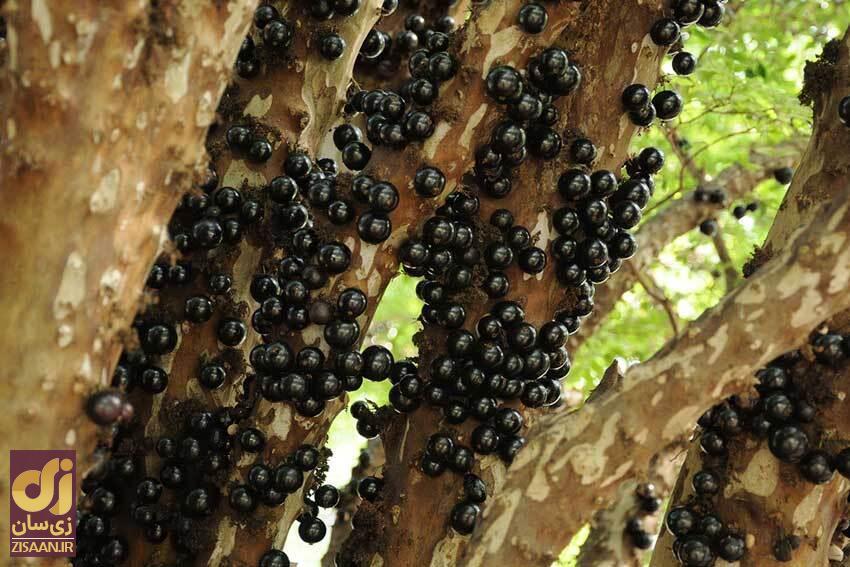 جابوتیکابا