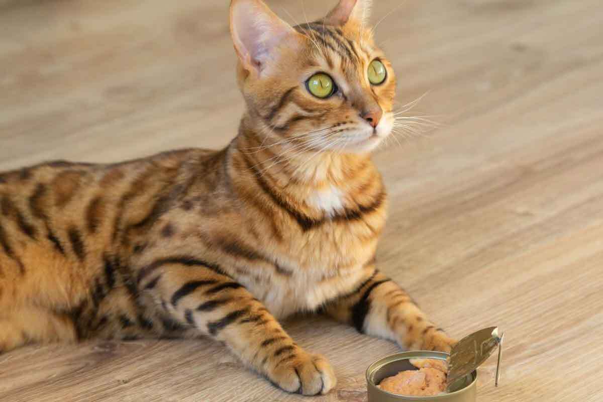 چرا گربه‌ها عاشق ماهی تن هستند؟