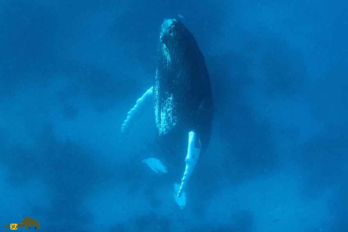 راز بزرگ جانوران دریایی؛ ماهی‌ها چگونه زیر آب می‌خوابند؟