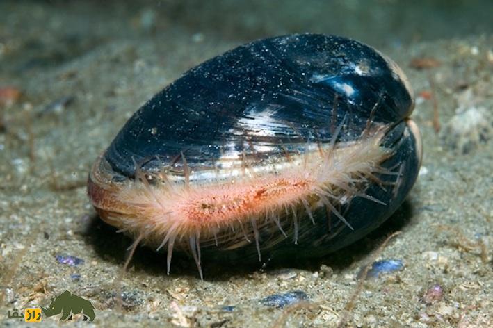 حیوانی که همیشه زنده است؛ کدام حیوانات بیشترین طول عمر را دارند؟