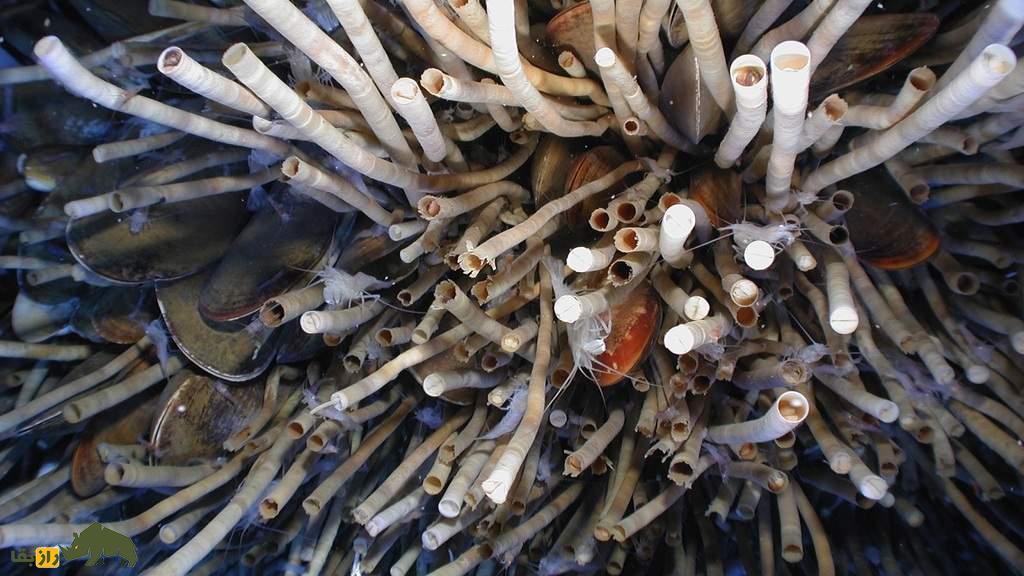 حیوانی که همیشه زنده است؛ کدام حیوانات بیشترین طول عمر را دارند؟