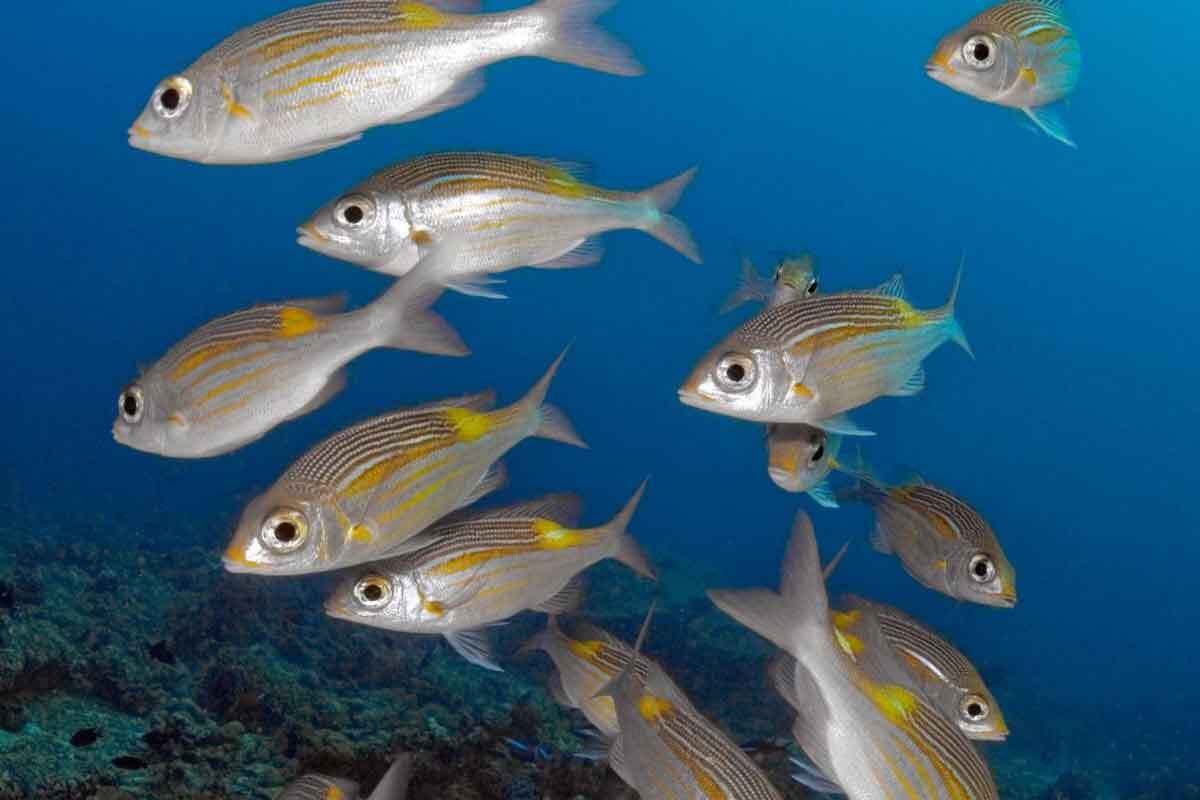 چگونه ماهی‌ها توانایی راه رفتن پیدا کردند؟