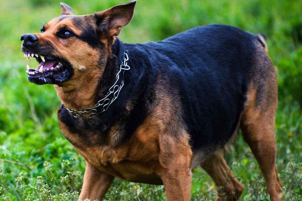 هفت نشانه هشدار حمله سگ که باید بدانیم