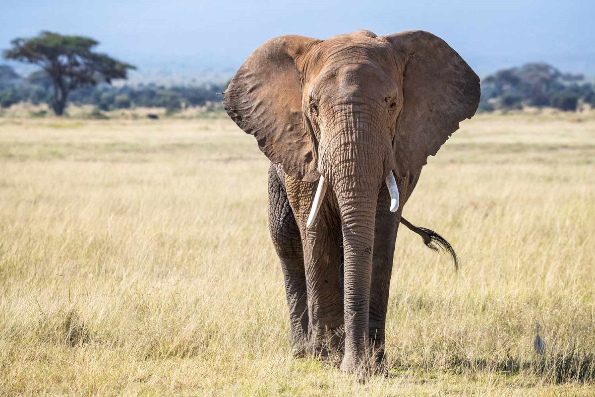 ۱۰ نکته جالب درباره فیل‌ها که شما را شگفت‌زده می‌کند؛ از عزاداری طولانی تا مادرسالاری!
