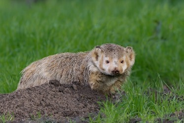 گورکن عجیب شبح‌مانند