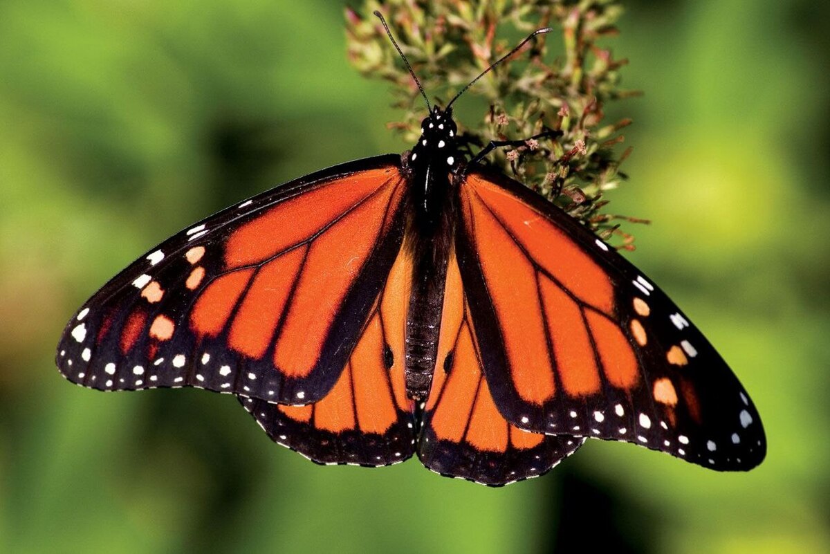 کشف عجیب دانشمندان؛ پروانه‌ها خاطرات کودکی را به یاد می‌آورند