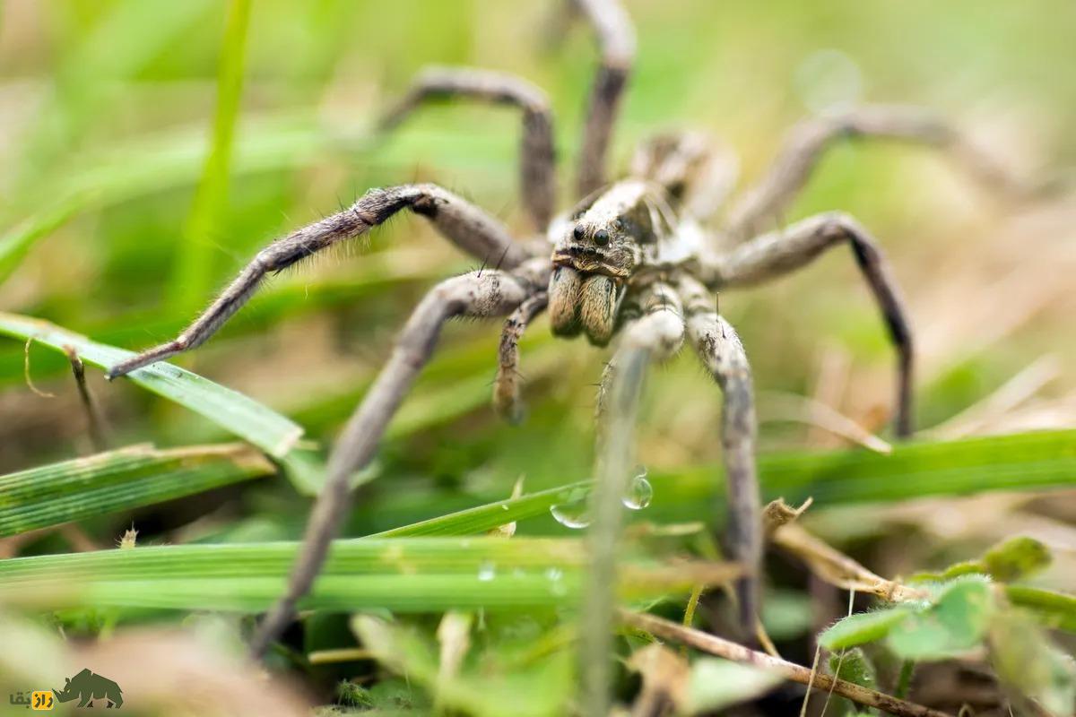 رتیل لیکوزا