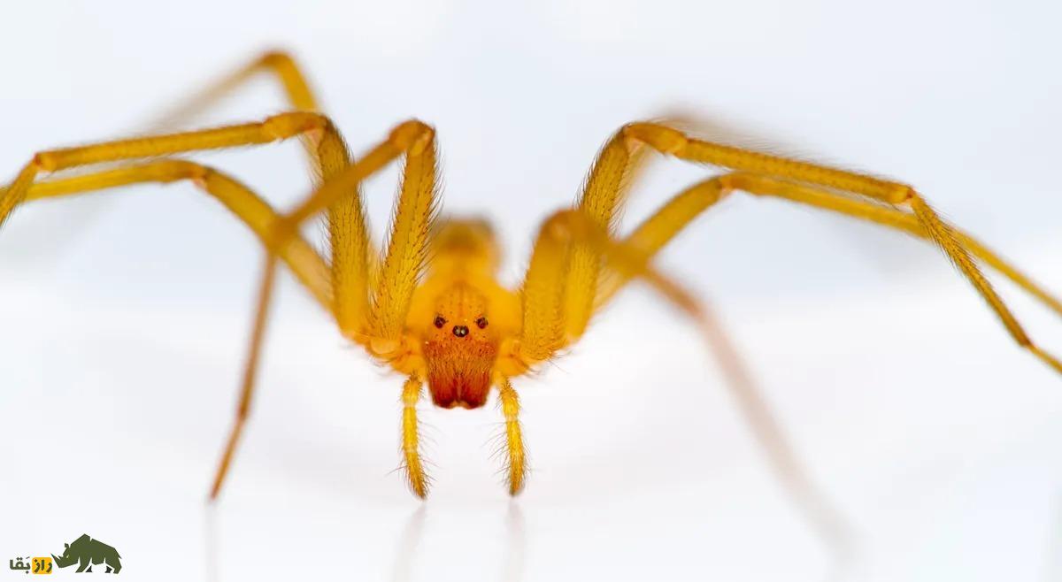 عنکبوت شیلیایی