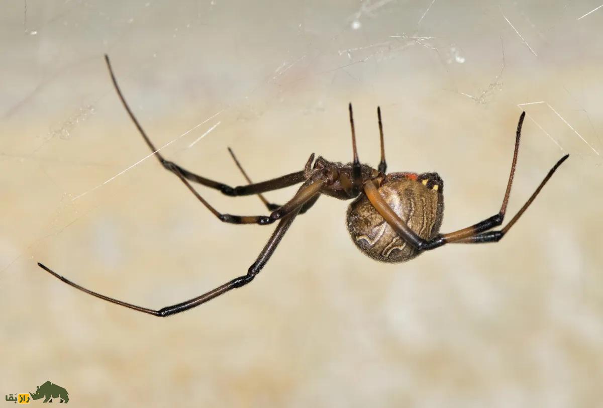 عنکبوت قهوه ای