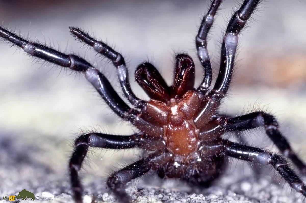 سمی‌ترین و خطرناکترین عنکبوت‌های جهان کدامند؟