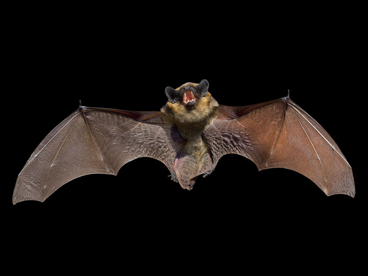 گام حیاتی و مهم در برخورد با خفاش‌ها برای جلوگیری از فاجعه