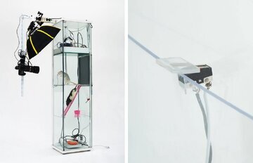 موشهایی که از خودشان سلفی میگیرند سلفی موش ها