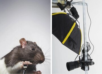 موشهایی که از خودشان سلفی میگیرند سلفی موش ها از خودشان