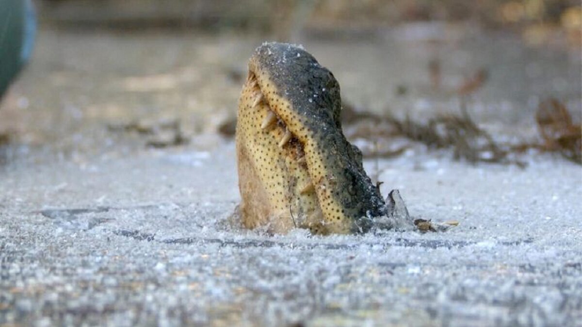 (عکس) تمساح‌هایی که منجمد می‌شوند، اما نمی‌میرند