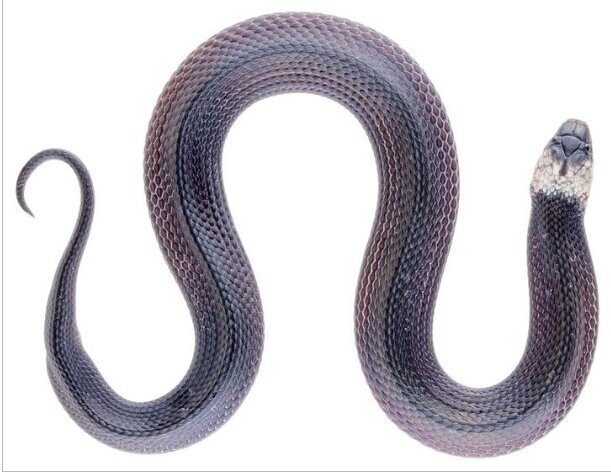 گونه جدید مار