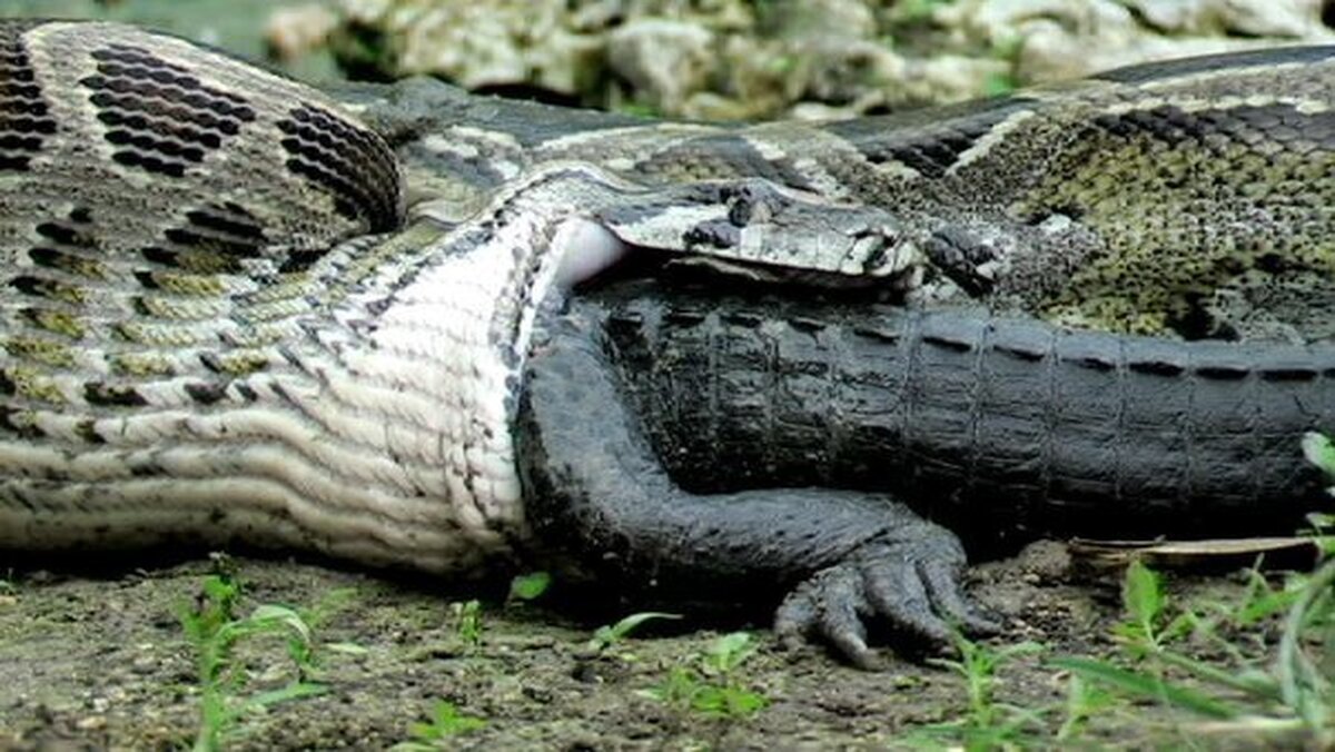 (عکس) مار غول‌پیکر تمساح را یک لقمه کرد