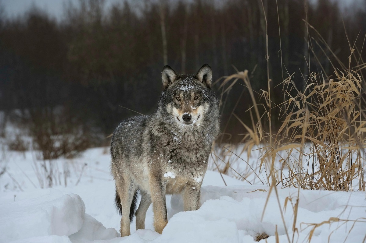 کشف حیرت‌انگیز؛ مقاومت عجیب گرگ‌های چرنوبیل در برابر سرطان