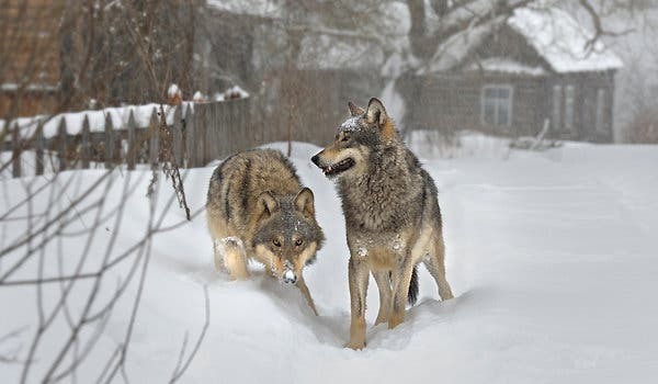 گرگ‌های چرنوبیل