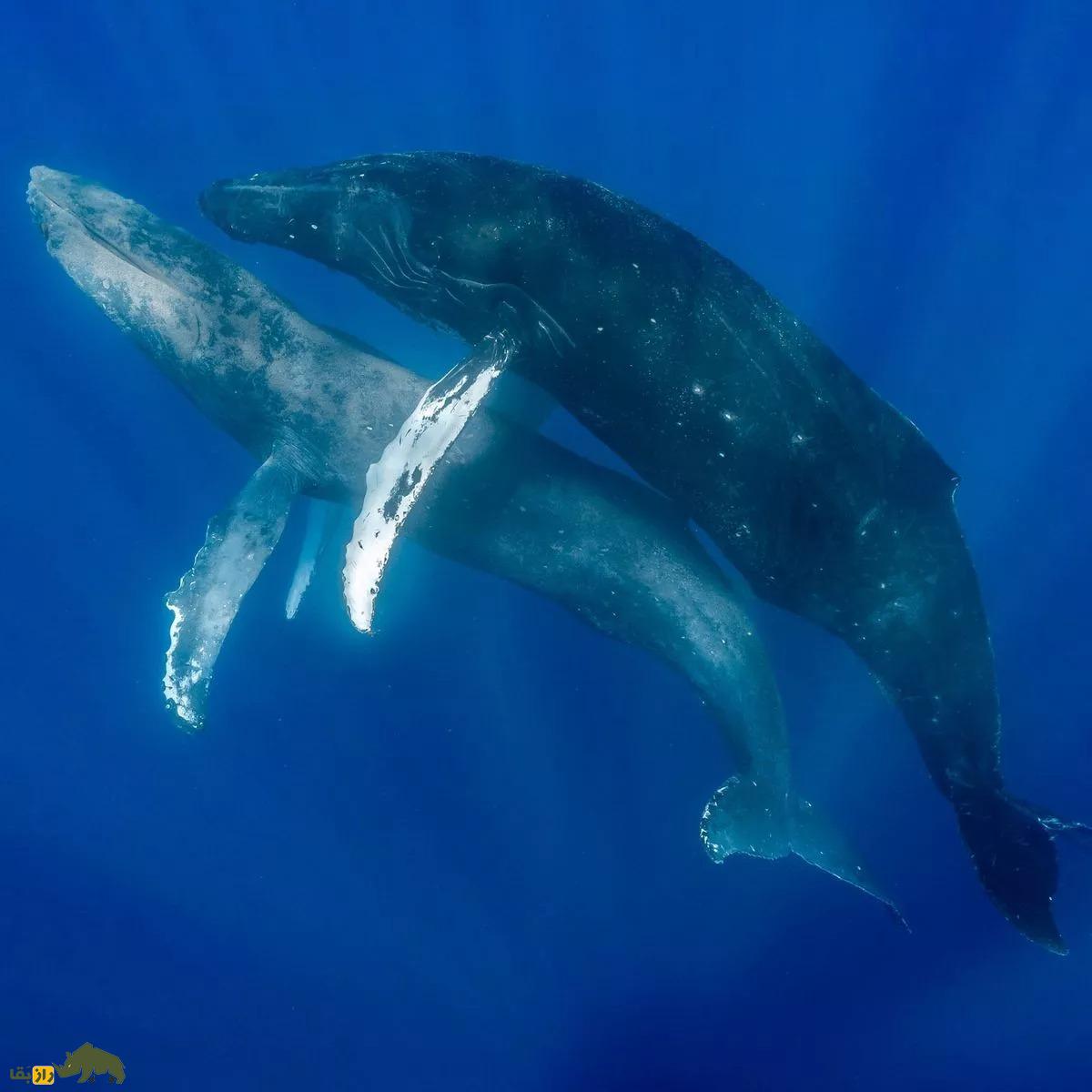 عجیب و باورنکردنی؛ انتشار تصاویر همجنسگرایی دو نهنگ گوژپشت عجیب و باورنکردنی؛ انتشار تصاویر همجنسگرایی دو نهنگ گوژپشت