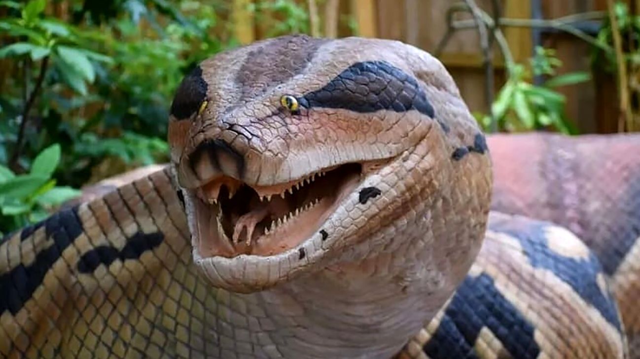 دست و پای مار چگونه از بین رفت دست و پای مار چگونه از بین رفت