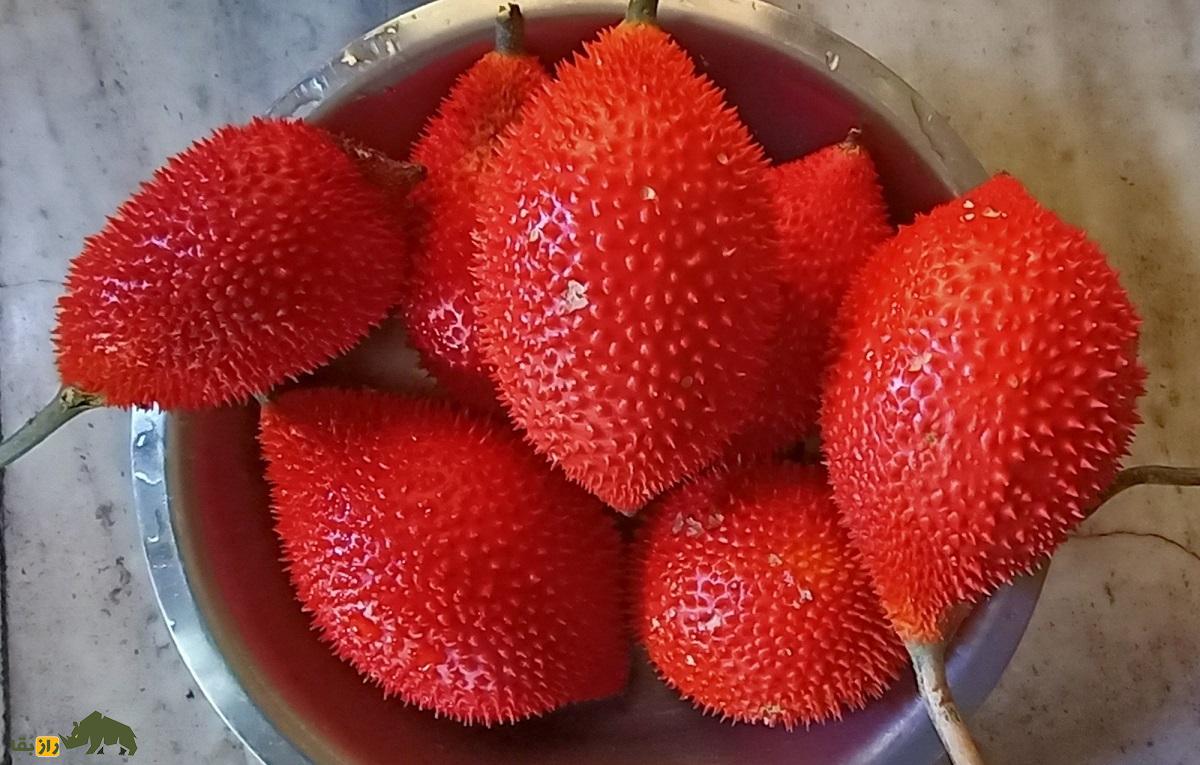 (ویدئو) گاک فروت؛ عجیبترین میوهای که بشر تاکنون دیده است (ویدئو) گاک فروت؛ عجیبترین میوهای که بشر تاکنون دیده است