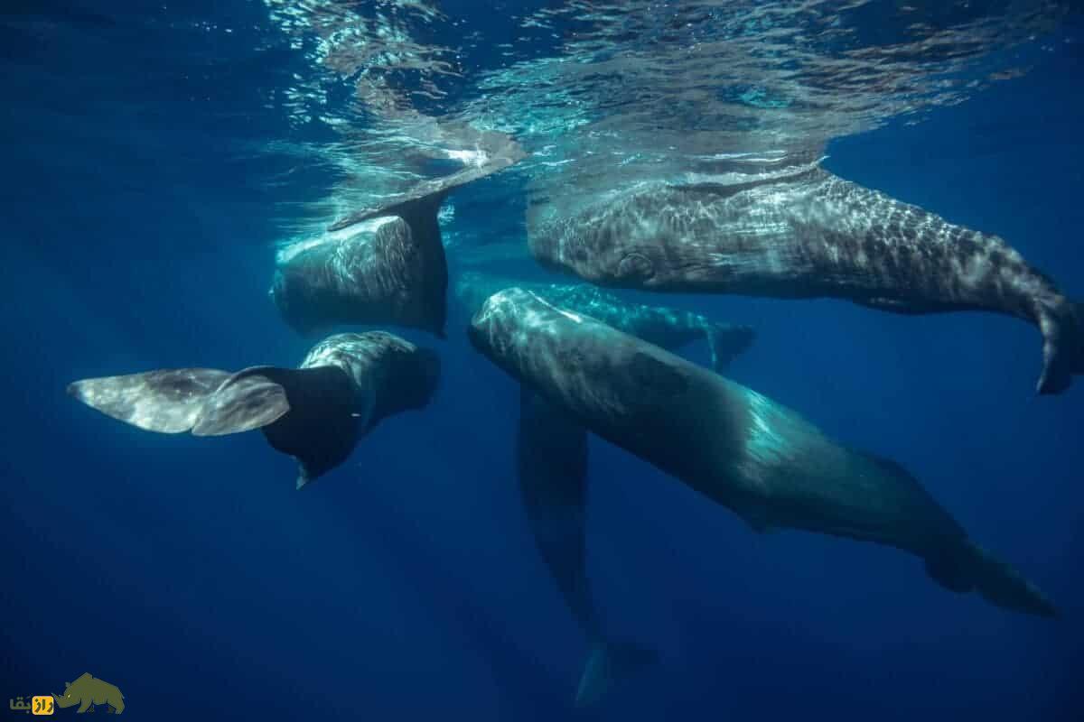 راز تصاویر عجیب؛ نهنگ‌های نر با هم رابطه جنسی برقرار می‌کنند!