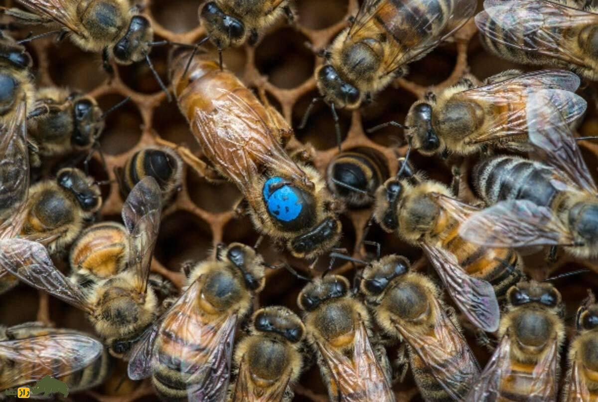 چرا زنبورها ملکه دارند؟ ملکه زنبور