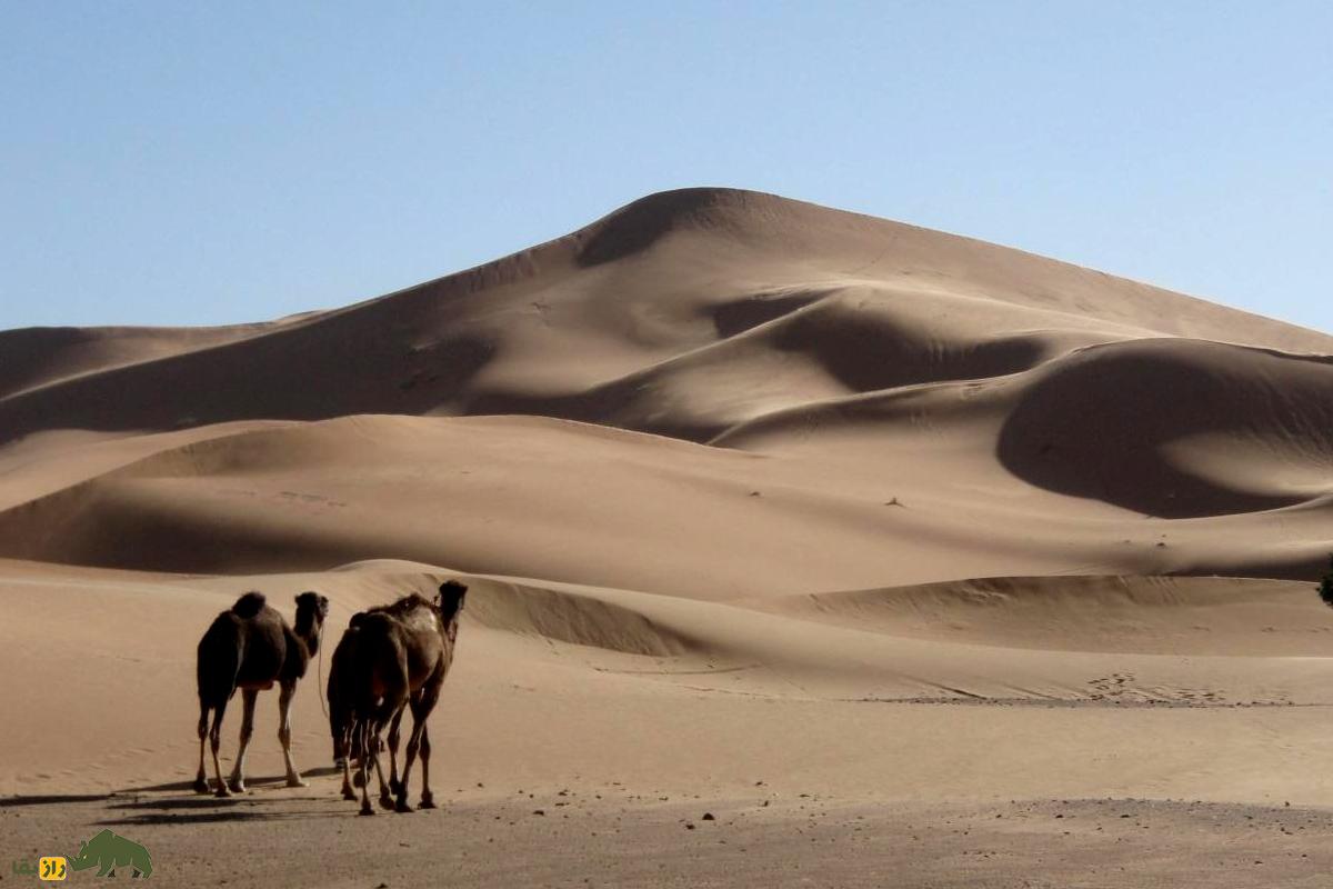 راز بزرگ صحرا؛ سرگذشت عجیب تپه شنی ۱۳ هزار ساله در مراکش