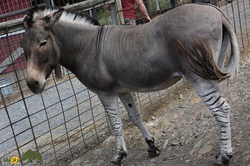 زونکی حیوان عقیم