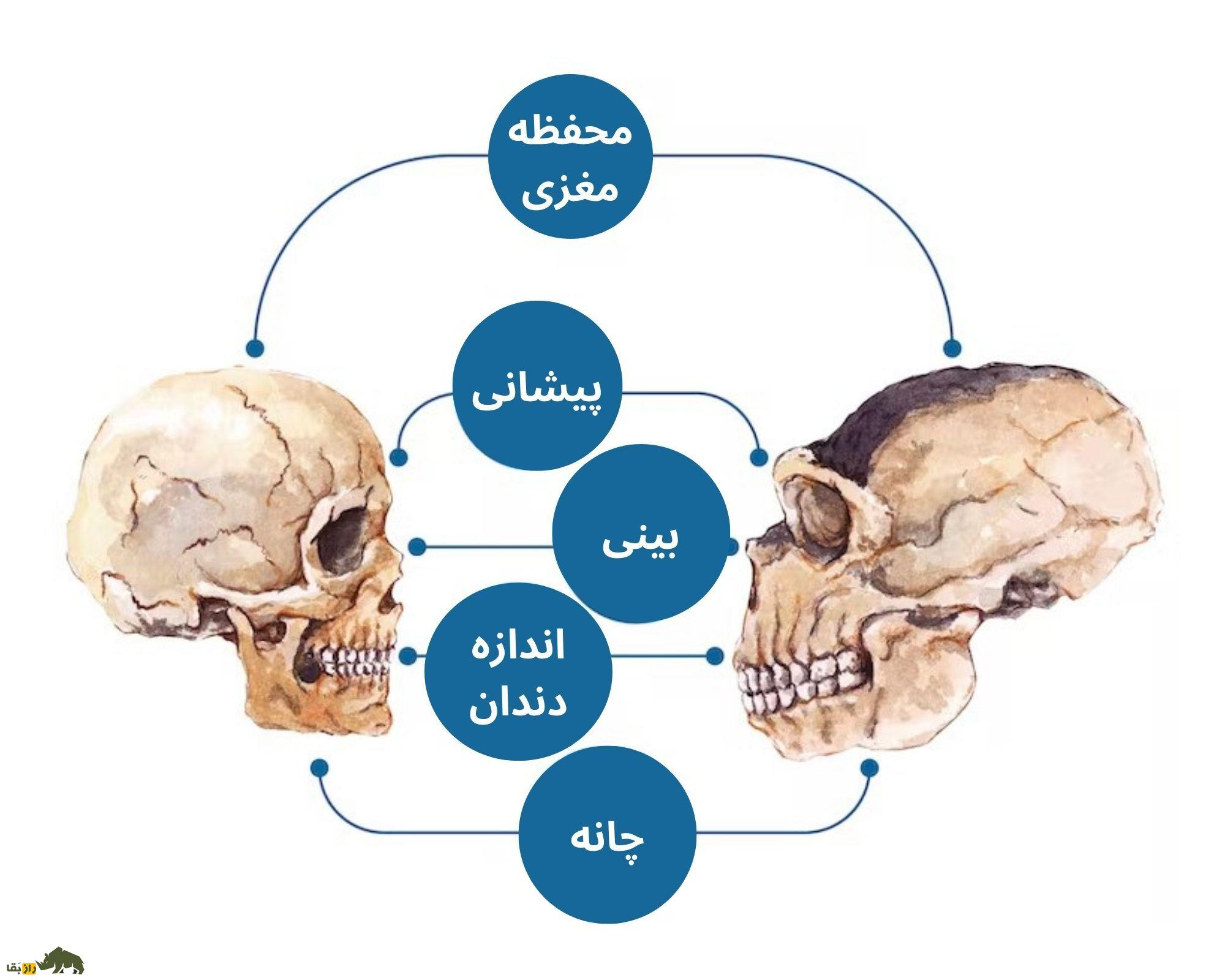 اگر نئاندرتالها منقرض نمیشدند، جهانِ امروز چه شکلی بود؟ اگر نئاندرتالها منقرض نمیشدند، جهانِ امروز چه شکلی بود؟