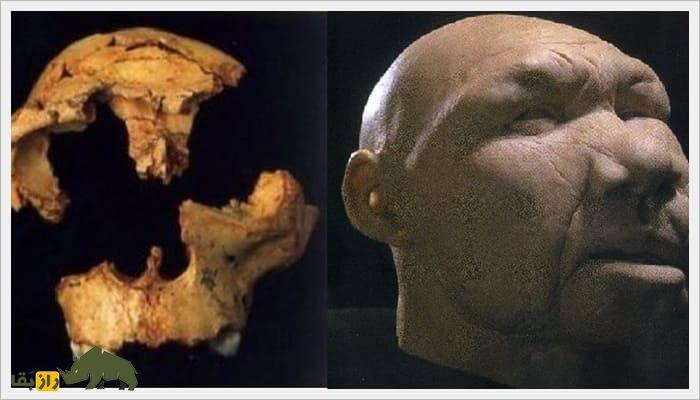 این فسیل چهره نخستین اروپایی شناخته شده تاریخ است! چهره نخستین اروپایی شناخته شده تاریخ