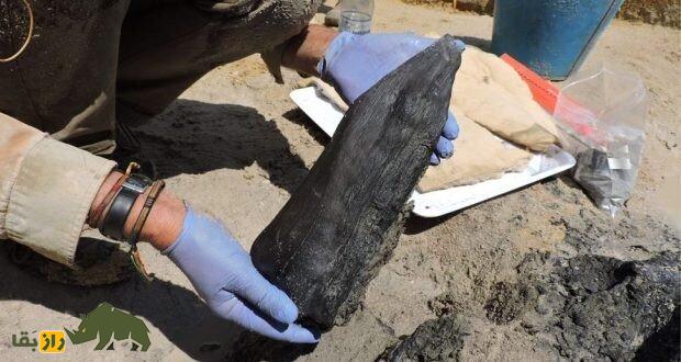 قدیمی‌ترین سازه چوبی ساخته دست بشر کشف شد؛ نیم میلیون سال قدمت! +تصاویر