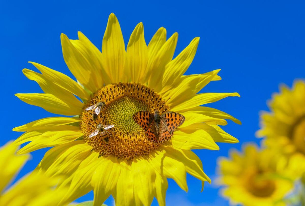 جهان بدون زنبورهای عسل چگونه خواهد بود؟