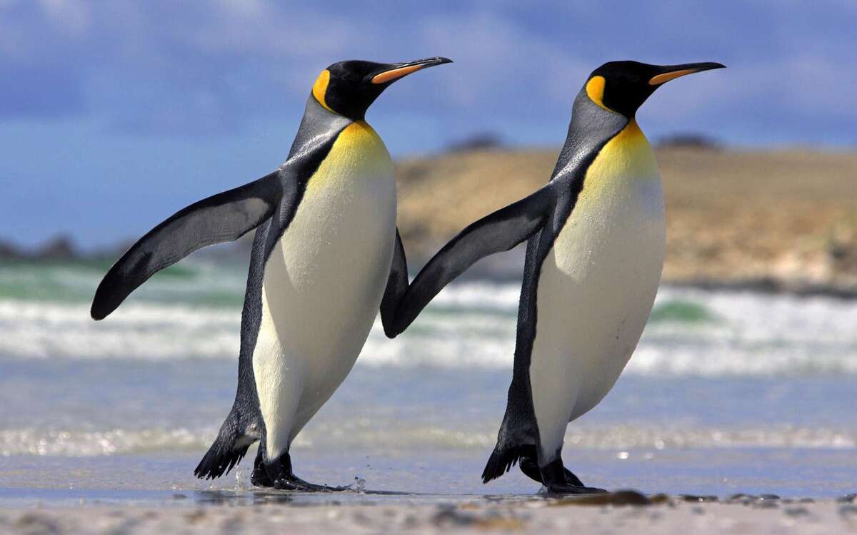 خبر رابطه عاشقانه دو پنگوئن نر و بچه‌دار شدن آنها جنجالی شد!