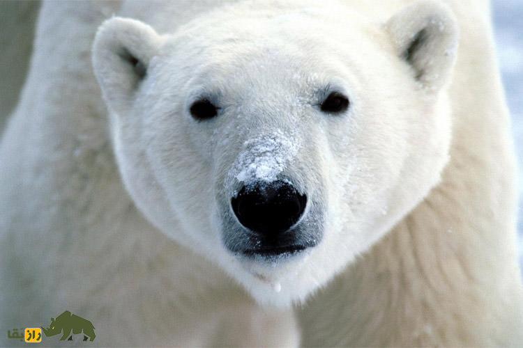 گرمایش زمین؛ افسردگی، آدم‌خواری و جفت‌گیری با هم‌خون در خرس‌های قطبی!
