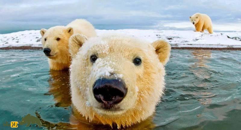 خرس‌های قطبی!