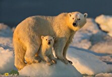 گرمایش زمین؛ افسردگی، آدم‌خواری و جفت‌گیری با هم‌خون در خرس‌های قطبی!
