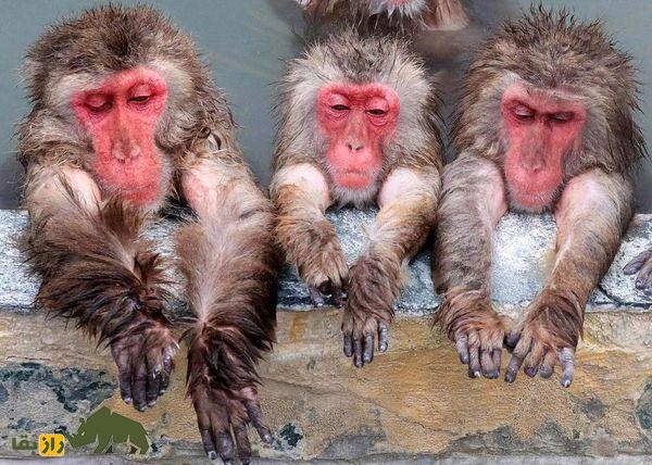 رابطه باورنکردنی دندان میمون ژاپنی و تکامل انسان!
