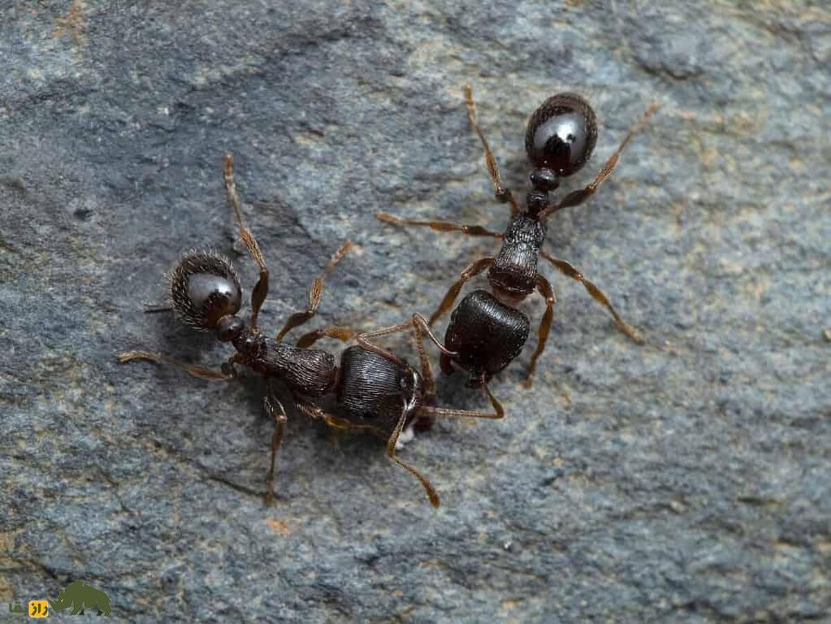 آیا مورچه‌ها قلب دارند؟ خون چه؟