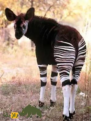 اوکاپی؛ آیا این حیوانی عجیب حاصل جفت‌گیری زرافه و گورخر است؟!