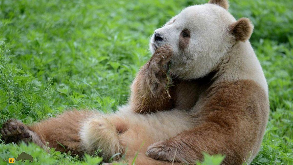 راز پاندای قهوه‌ای و سفید چیست؟