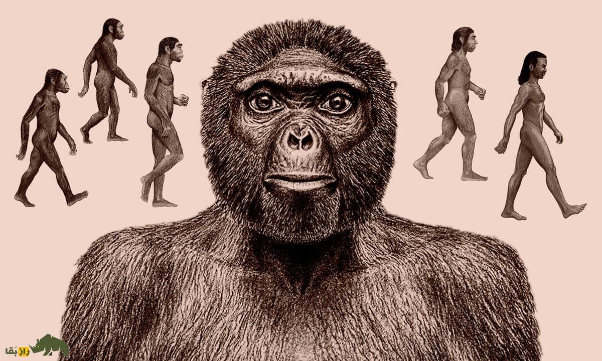 قد انسان‌های اولیه چقدر بود؛ از ما بلندتر بودند یا کوتاه‌تر؟